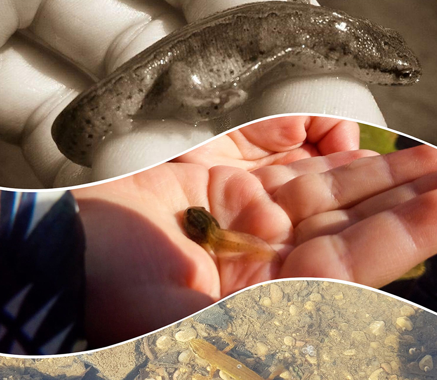 HH2: ikastolako errekan