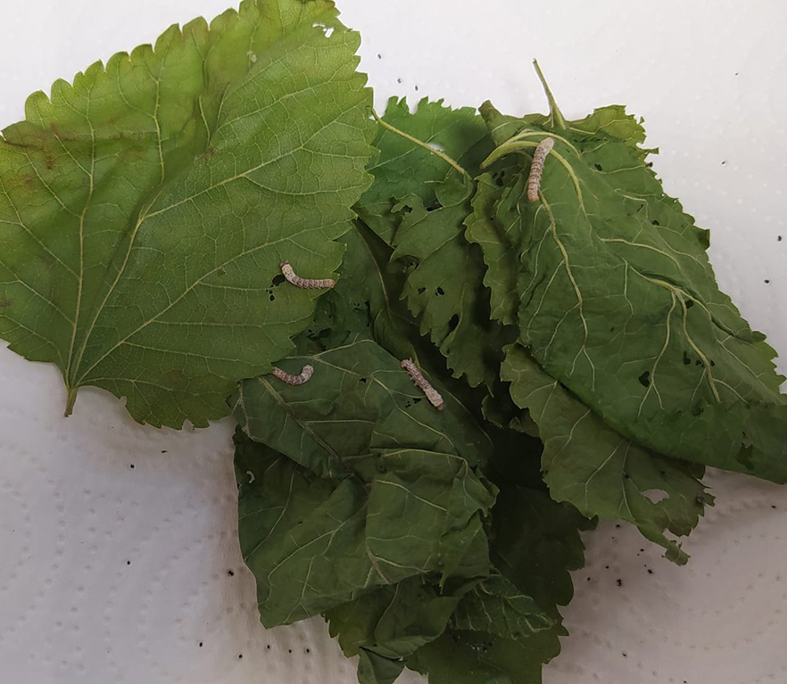 EI 3 años: gusanos de seda