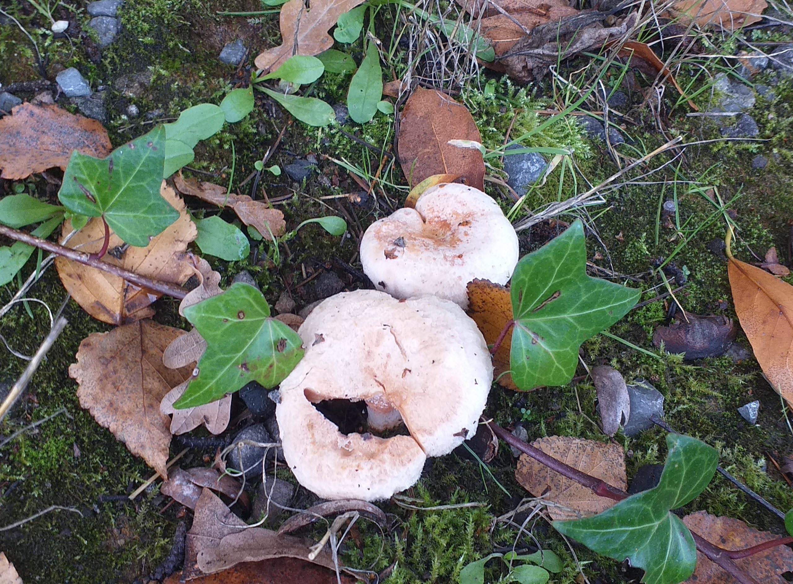 El 2 años: Jugando con los protagonistas del otoño