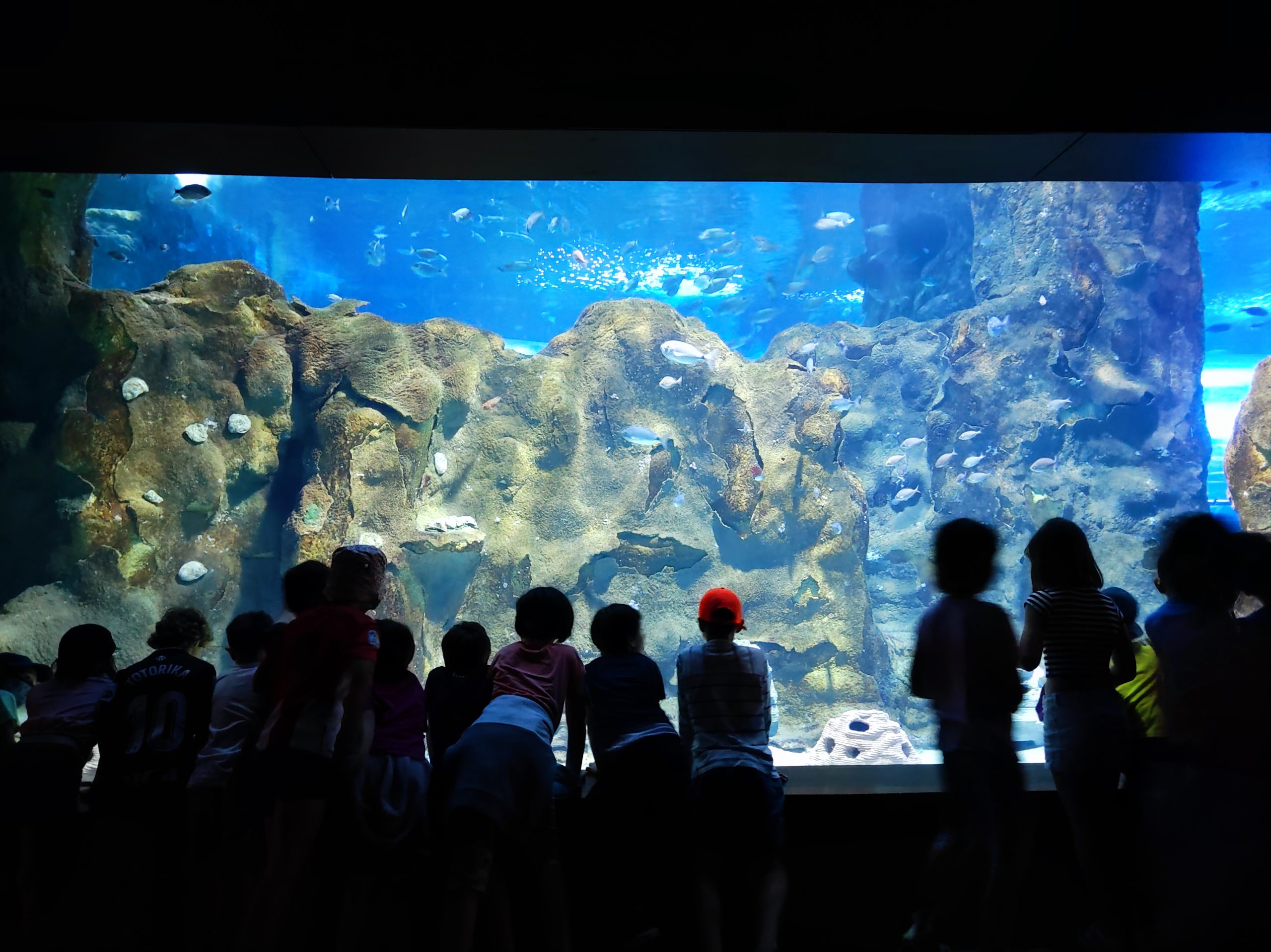 2º de EP: Adentrándonos en el Aquarium