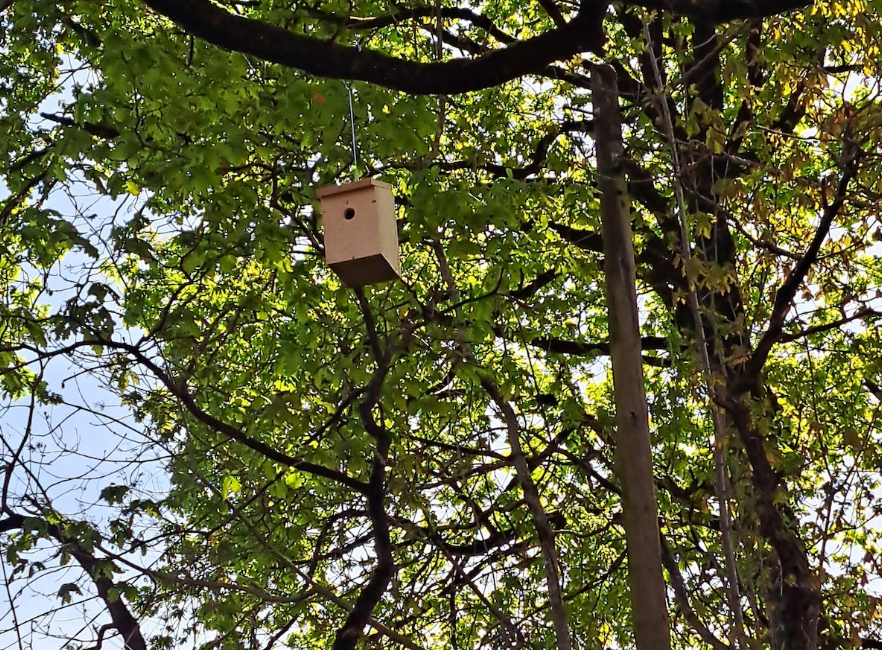 DBH1: Txorien habia-kutxak eraiki eta eskegi dituzte