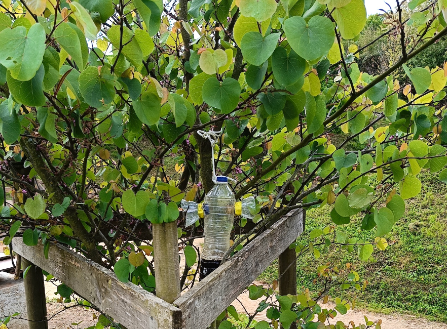 DBH1: Asiar liztorrak harrapatzeko 21 tranpa ipini dituzte