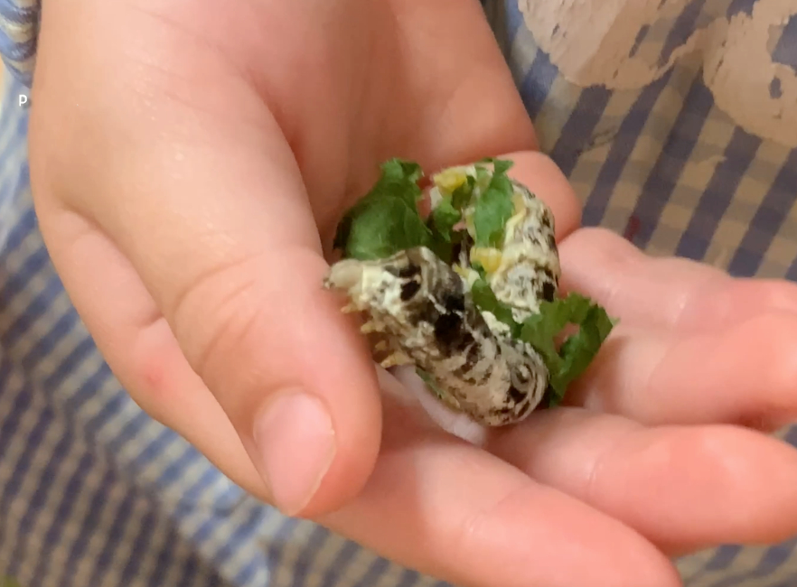 [BIDEOA] HH3: Zetarrak